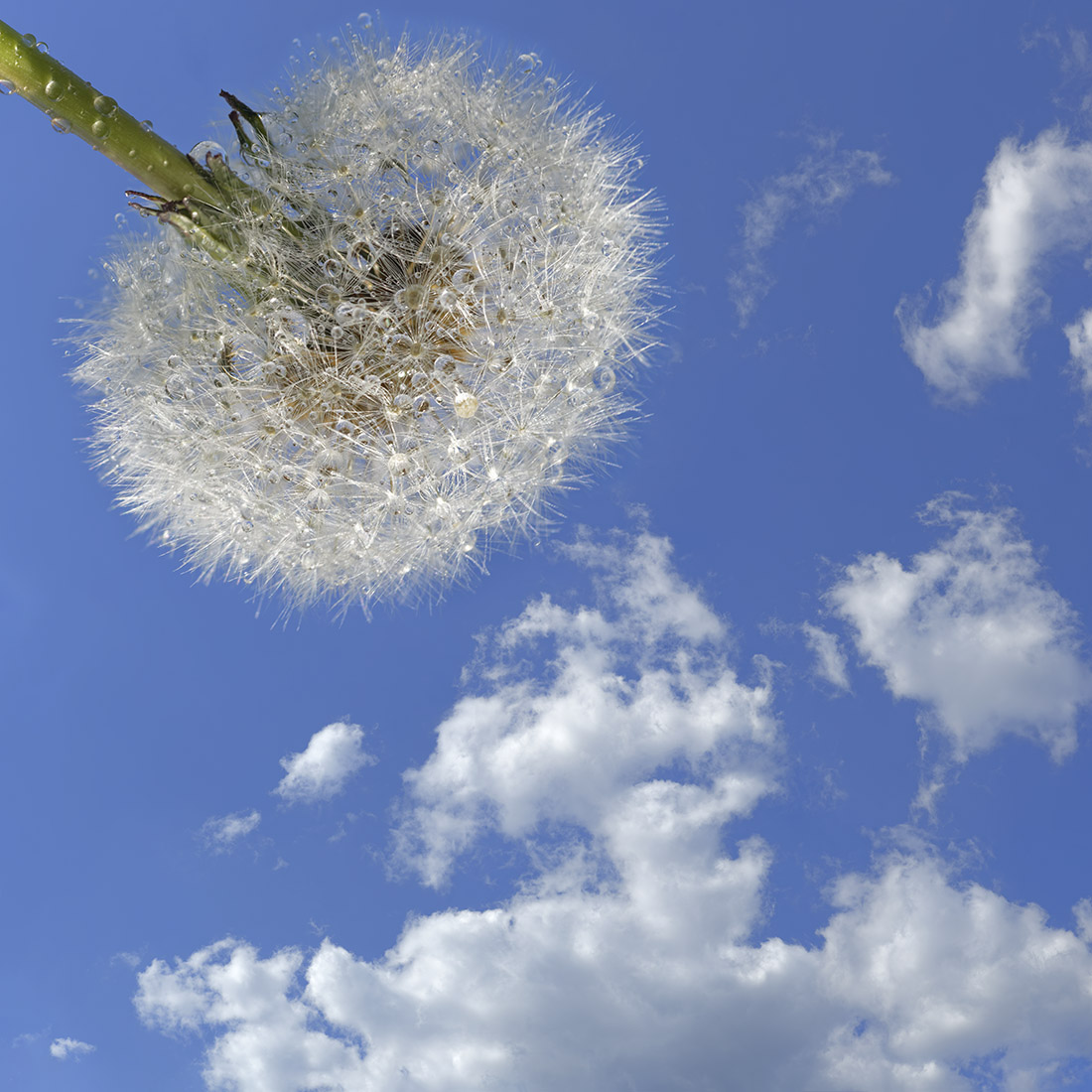 flowers 06 _ 15k x 15k